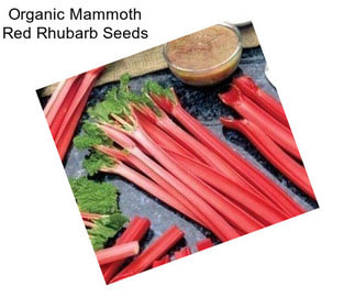 Organic Mammoth Red Rhubarb Seeds