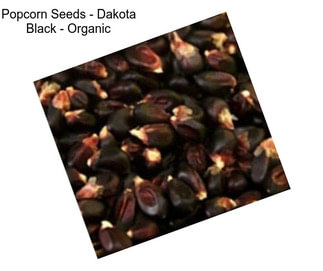 Popcorn Seeds - Dakota Black - Organic