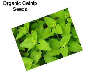 Organic Catnip Seeds