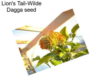 Lion\'s Tail-Wilde Dagga seed