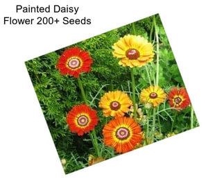 Painted Daisy Flower 200+ Seeds