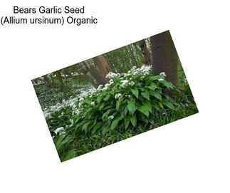 Bears Garlic Seed (Allium ursinum) Organic
