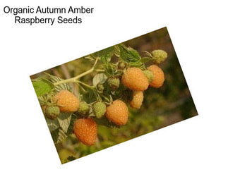 Organic Autumn Amber Raspberry Seeds