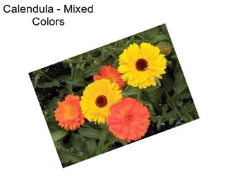 Calendula - Mixed Colors