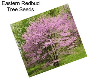 Eastern Redbud Tree Seeds
