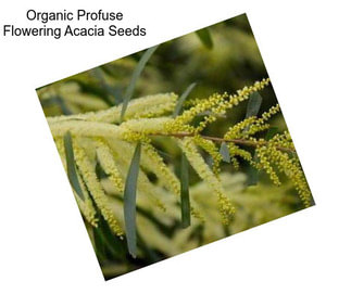 Organic Profuse Flowering Acacia Seeds