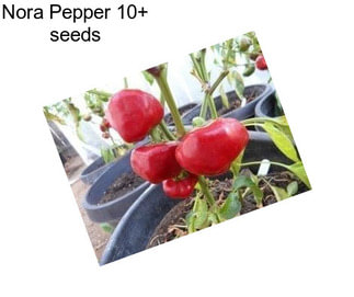Nora Pepper 10+ seeds