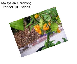 Malaysian Goronong Pepper 10+ Seeds 