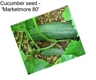 Cucumber seed - \'Marketmore 80\'