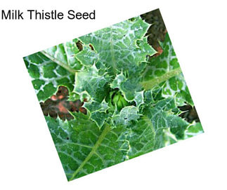 Milk Thistle Seed