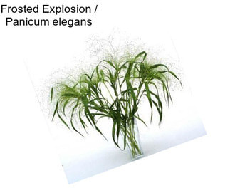 Frosted Explosion / Panicum elegans