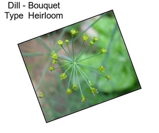 Dill - Bouquet Type  Heirloom