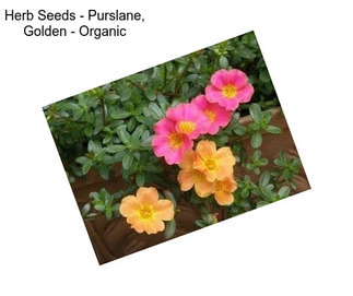 Herb Seeds - Purslane, Golden - Organic