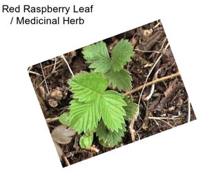 Red Raspberry Leaf / Medicinal Herb