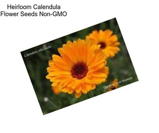 Heirloom Calendula Flower Seeds Non-GMO