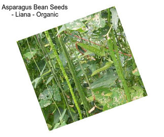Asparagus Bean Seeds - Liana - Organic