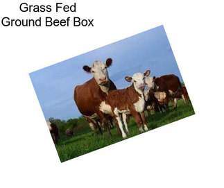 Grass Fed Ground Beef Box