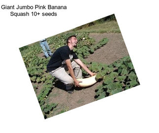 Giant Jumbo Pink Banana Squash 10+ seeds