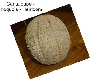 Cantaloupe -  Iroquois - Heirloom