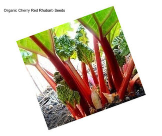 Organic Cherry Red Rhubarb Seeds