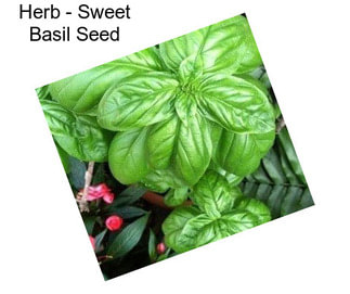 Herb - Sweet Basil Seed