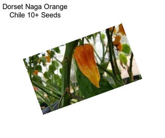 Dorset Naga Orange Chile 10+ Seeds