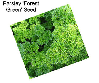 Parsley \'Forest Green\' Seed