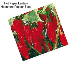 Hot Paper Lantern Habanero Pepper Seed