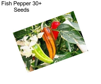 Fish Pepper 30+ Seeds