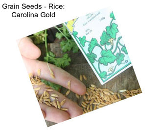 Grain Seeds - Rice: Carolina Gold