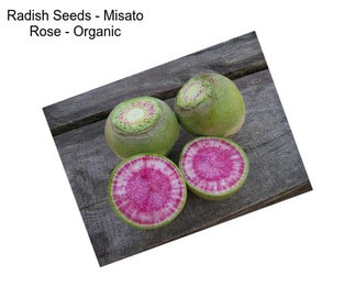 Radish Seeds - Misato Rose - Organic