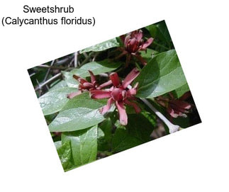 Sweetshrub (Calycanthus floridus)