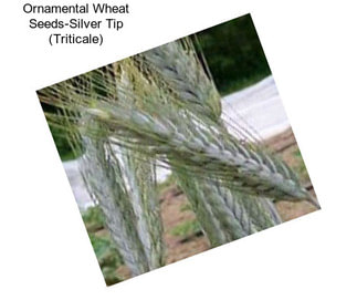 Ornamental Wheat Seeds-Silver Tip (Triticale)