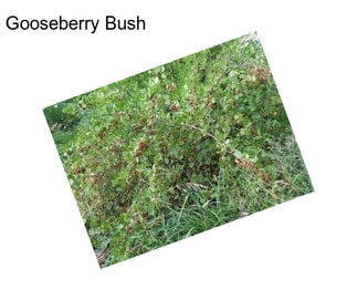 Gooseberry Bush