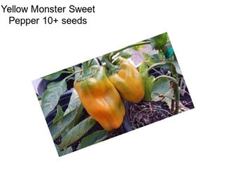 Yellow Monster Sweet Pepper 10+ seeds