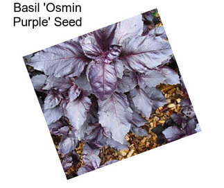 Basil \'Osmin Purple\' Seed