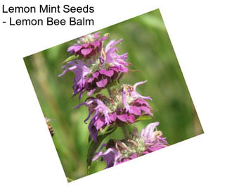 Lemon Mint Seeds - Lemon Bee Balm