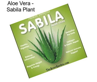 Aloe Vera - Sabila Plant