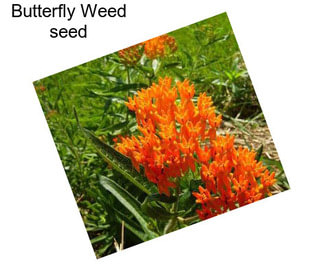 Butterfly Weed seed