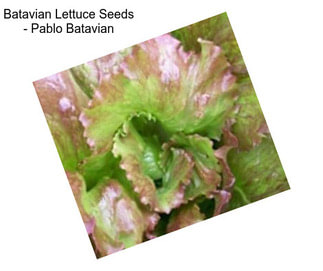 Batavian Lettuce Seeds - Pablo Batavian