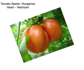 Tomato Seeds- Hungarian Heart - Heirloom