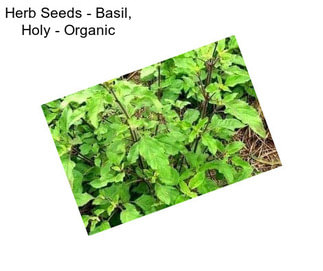 Herb Seeds - Basil, Holy - Organic