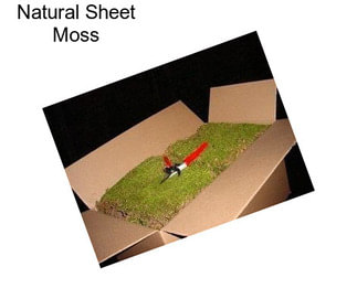 Natural Sheet Moss