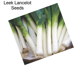Leek Lancelot Seeds