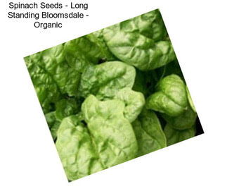 Spinach Seeds - Long Standing Bloomsdale - Organic