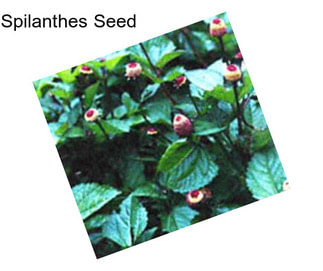 Spilanthes Seed