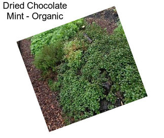 Dried Chocolate Mint - Organic