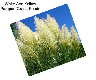 White And Yellow Pampas Grass Seeds