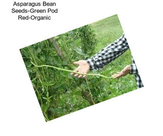 Asparagus Bean Seeds-Green Pod Red-Organic