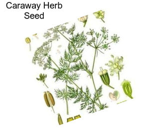 Caraway Herb Seed